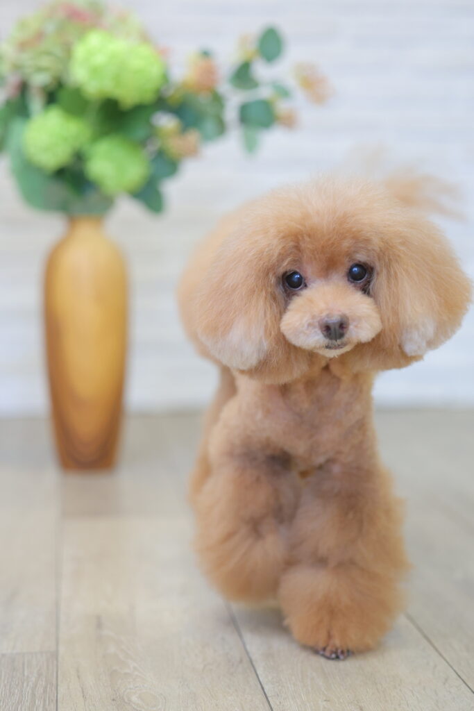 愛犬のBon